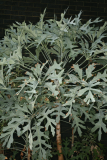 Cussonia paniculata RCP9-2013 129.JPG